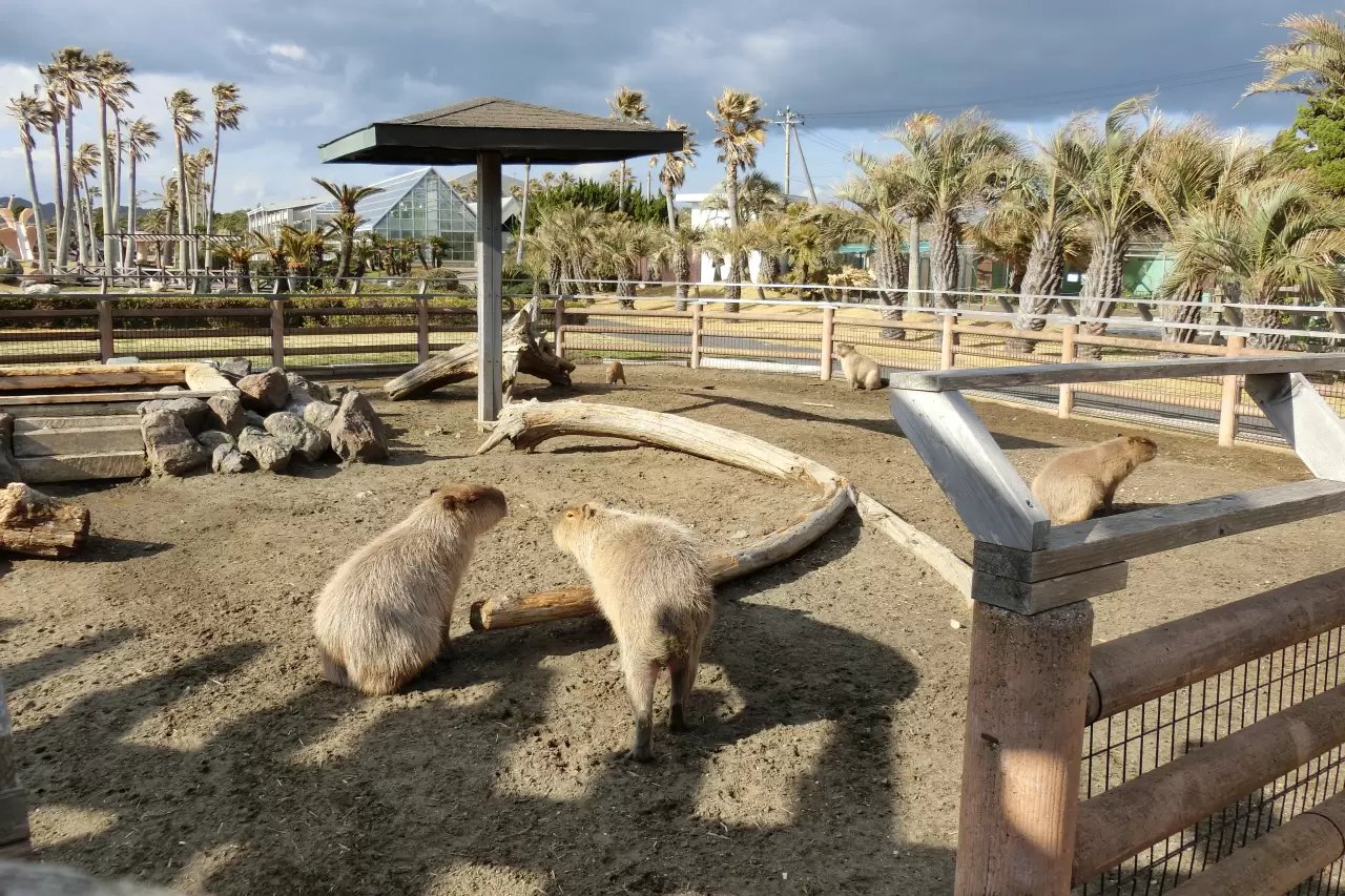 🌺 알로하 가든 다테야마 (아로하 가덴 다테야마) 이미지 2